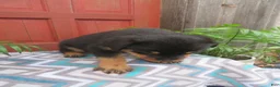 Rottweiler dogs for sale: Princess - Ad 7