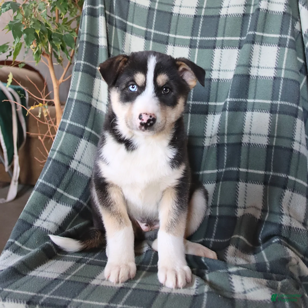 Mixed Breed dogs for sale: Shadow - Ad 3