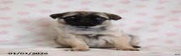 Pug dogs for sale: Bonny - Ad 1
