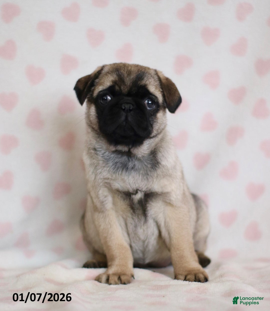 Pug dogs for sale: Bonny - Ad 1