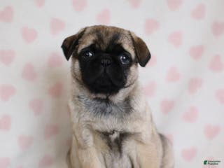 Pug dogs for sale: Bonny - Ad 4