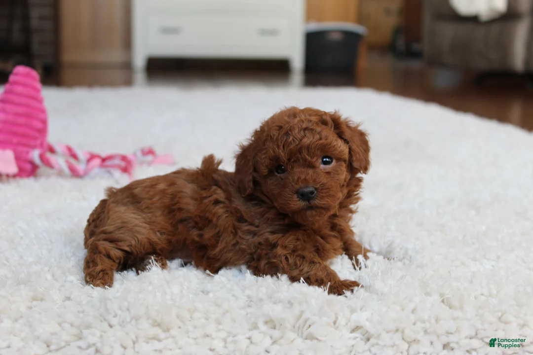 Toy Poodle dogs for sale: Mia - Ad 5