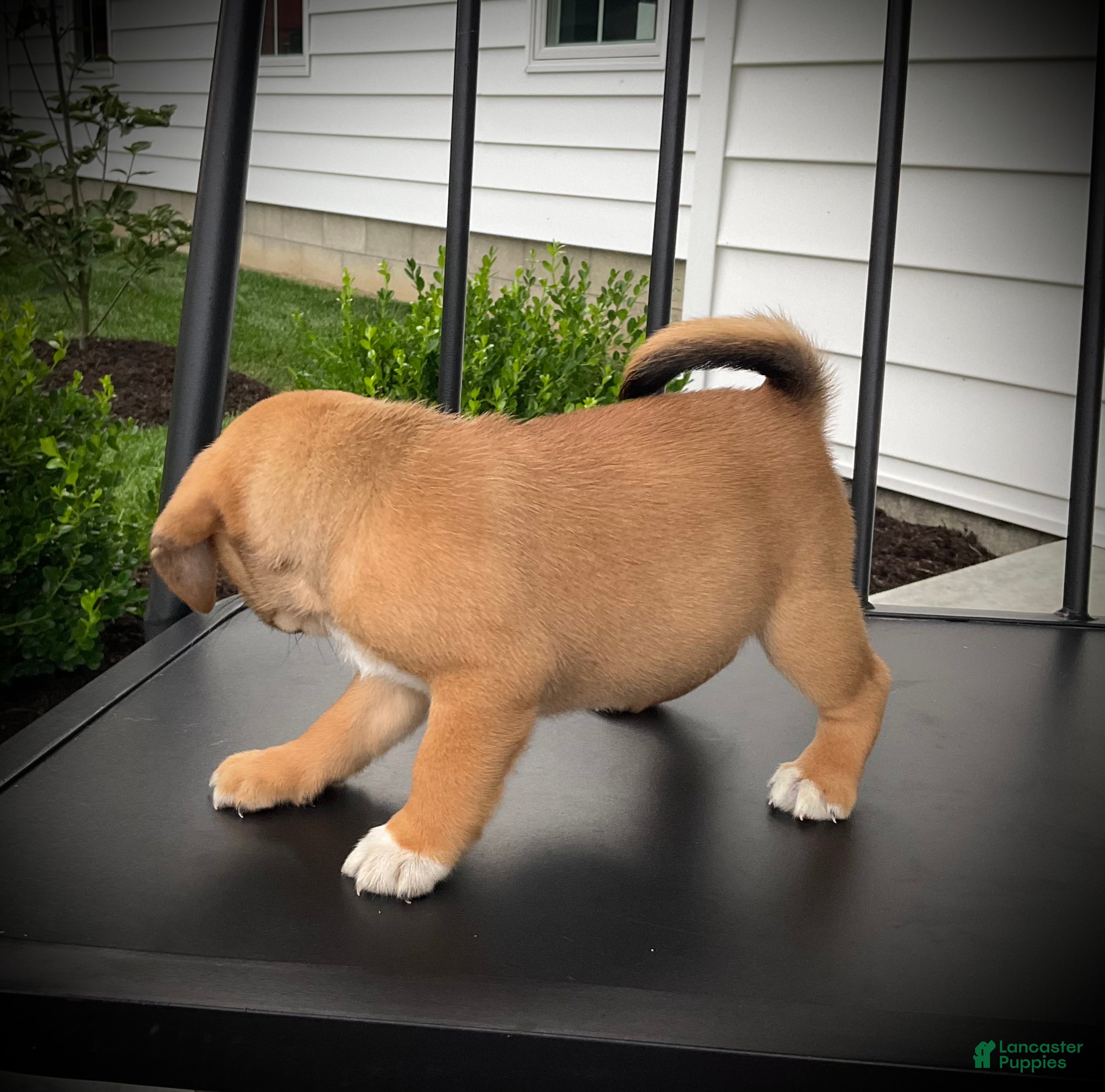 Puggle dogs Scarlet  - Ad 2