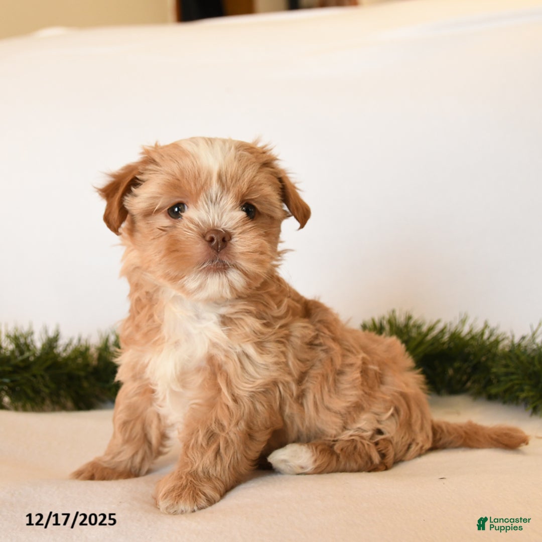 Shorkie dogs for sale: Honey - Ad 1