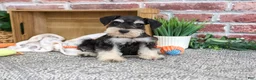Miniature Schnauzer dogs for sale: Jeremy - Ad 2