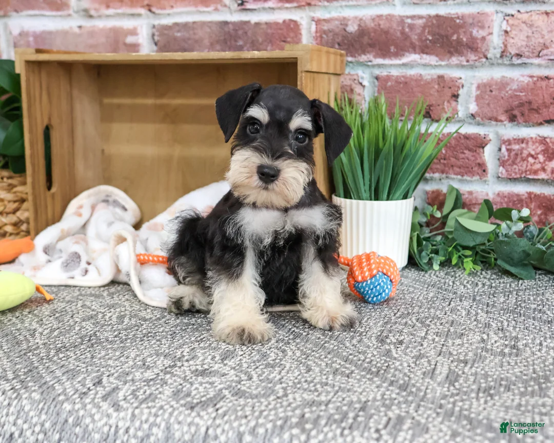 Miniature Schnauzer dogs for sale: Jeremy - Ad 2