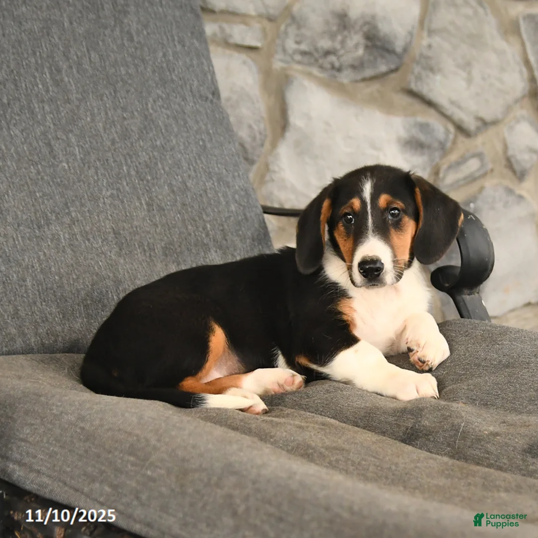 Mixed Breed dogs for sale: Bella   - Ad 2