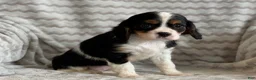 Cavalier King Charles Spaniel dogs for sale: Tulip - Ad 7