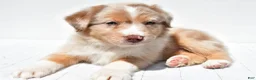 Australian Shepherd dogs for sale: Buster - Ad 7