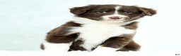 Miniature Australian Shepherd dogs for sale: Heidi - Ad 6