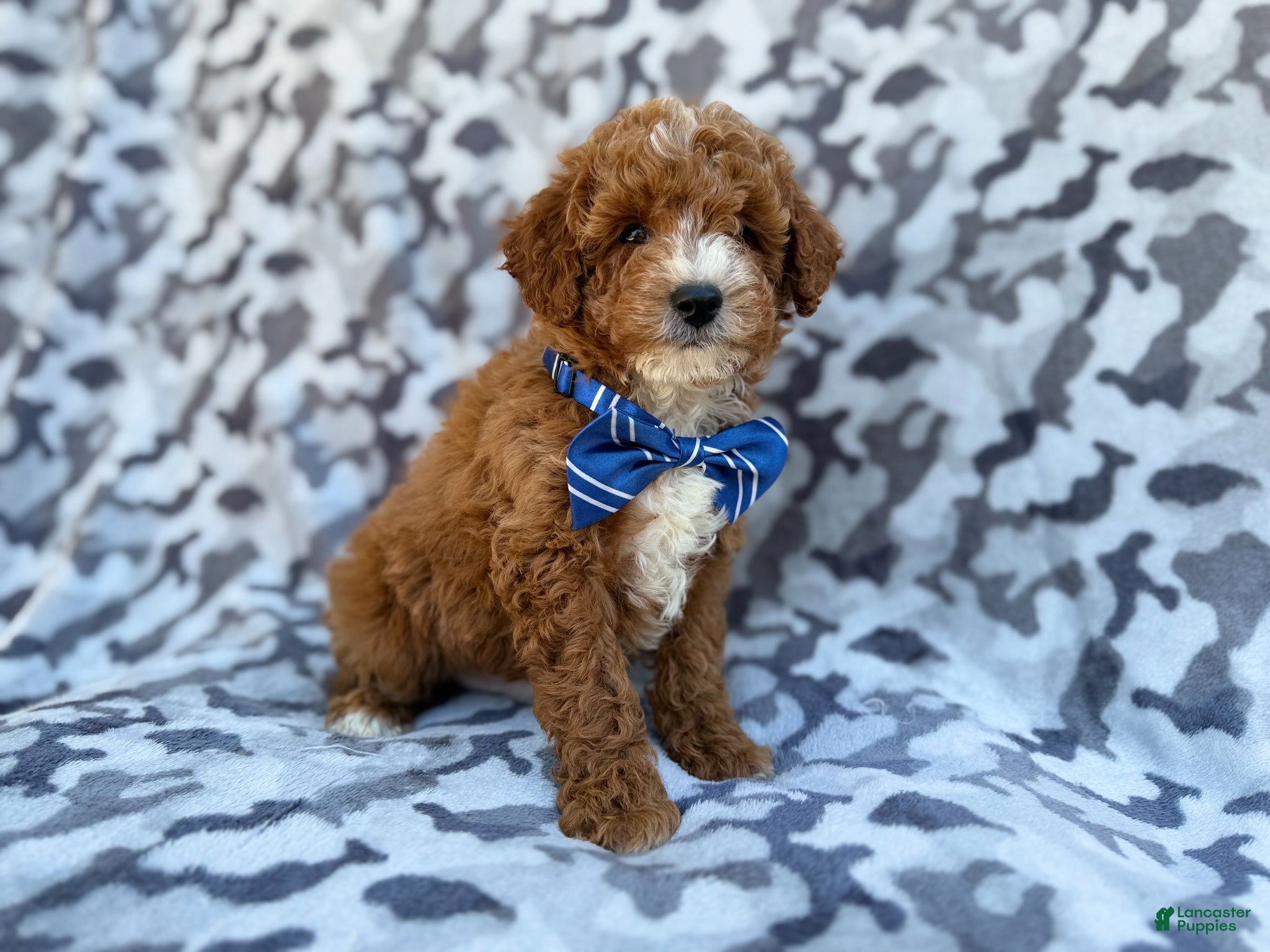 Cavapoo dogs Astor - Ad 21