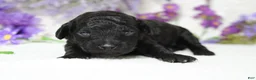 Toy Poodle dogs for sale: Peppercorn  - Ad 1