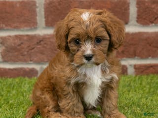 Cavapoo dogs Dusty - Ad 17
