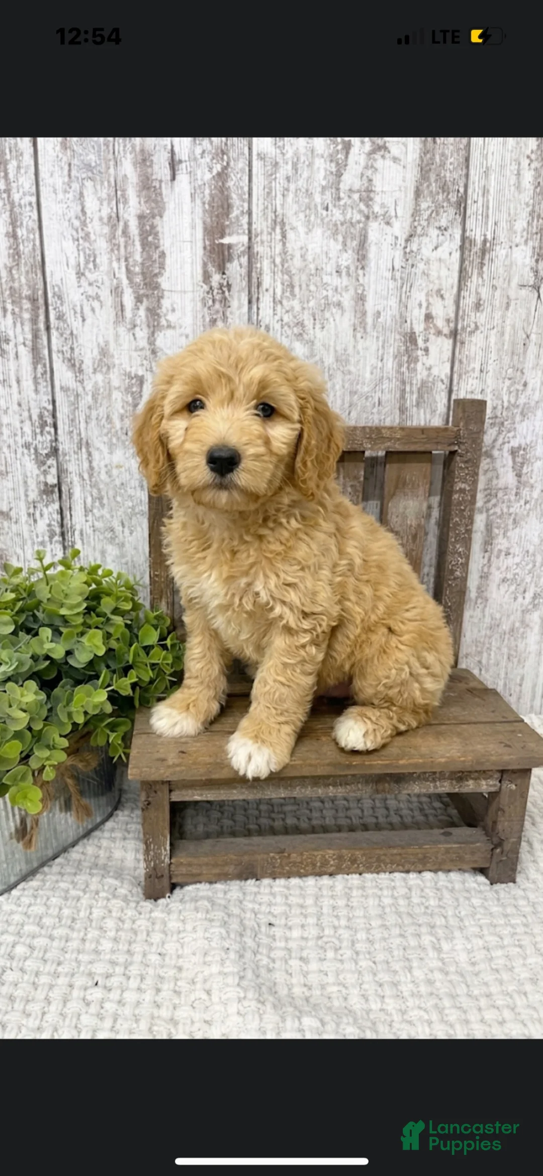 Goldendoodle dogs for sale: Goldendoodle 1 - Ad 4