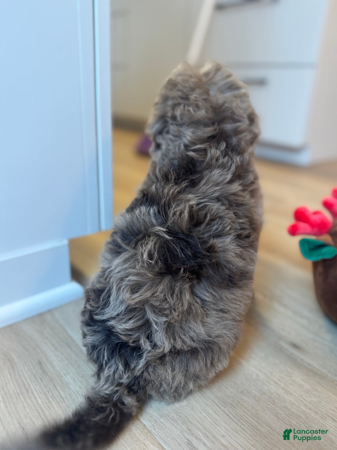 Mini Goldendoodle dogs for sale: Charlie - Ad 2