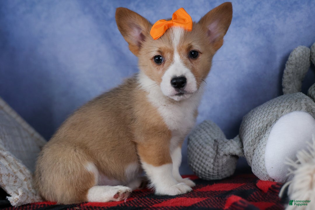 Welsh Corgi Pembroke dogs for sale: Milly - Ad 20
