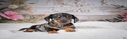 Miniature Dachshund dogs for sale: AKC-Marco - Ad 7