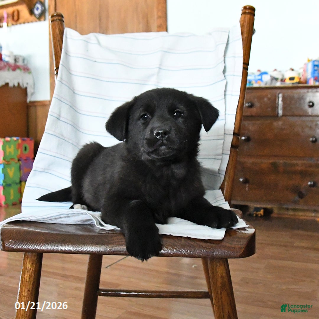 Mixed Breed dogs for sale: Rocky - Ad 3