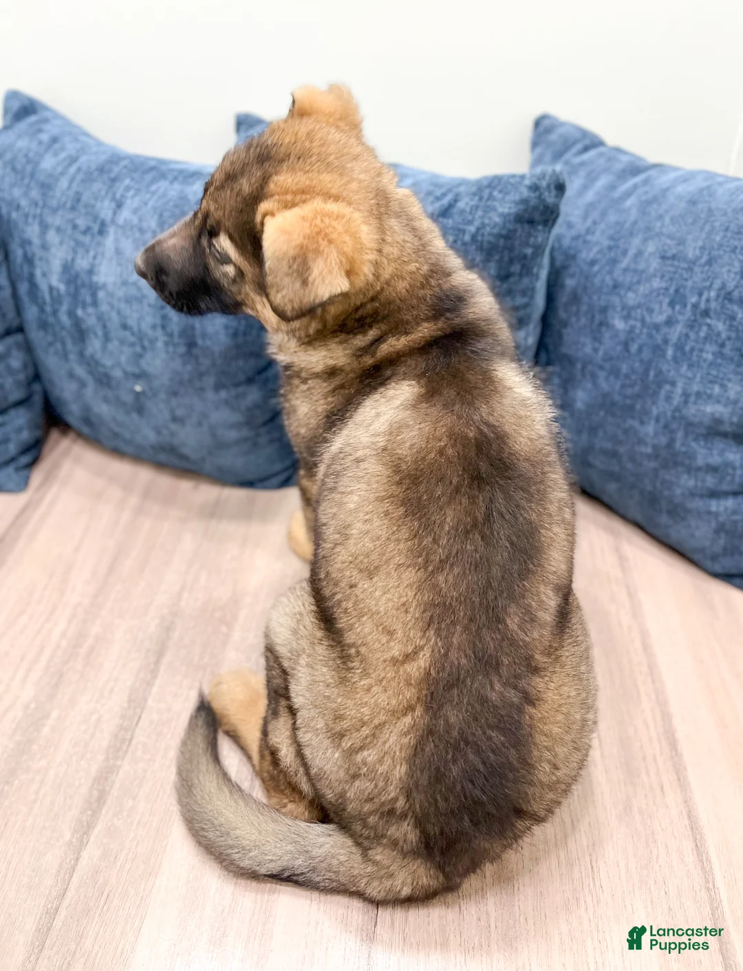 German Shepherd dogs for sale: Asher - Ad 5