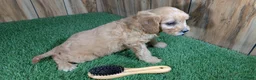 Cavapoo dogs for sale: Jazzy Boy 5 - Ad 3