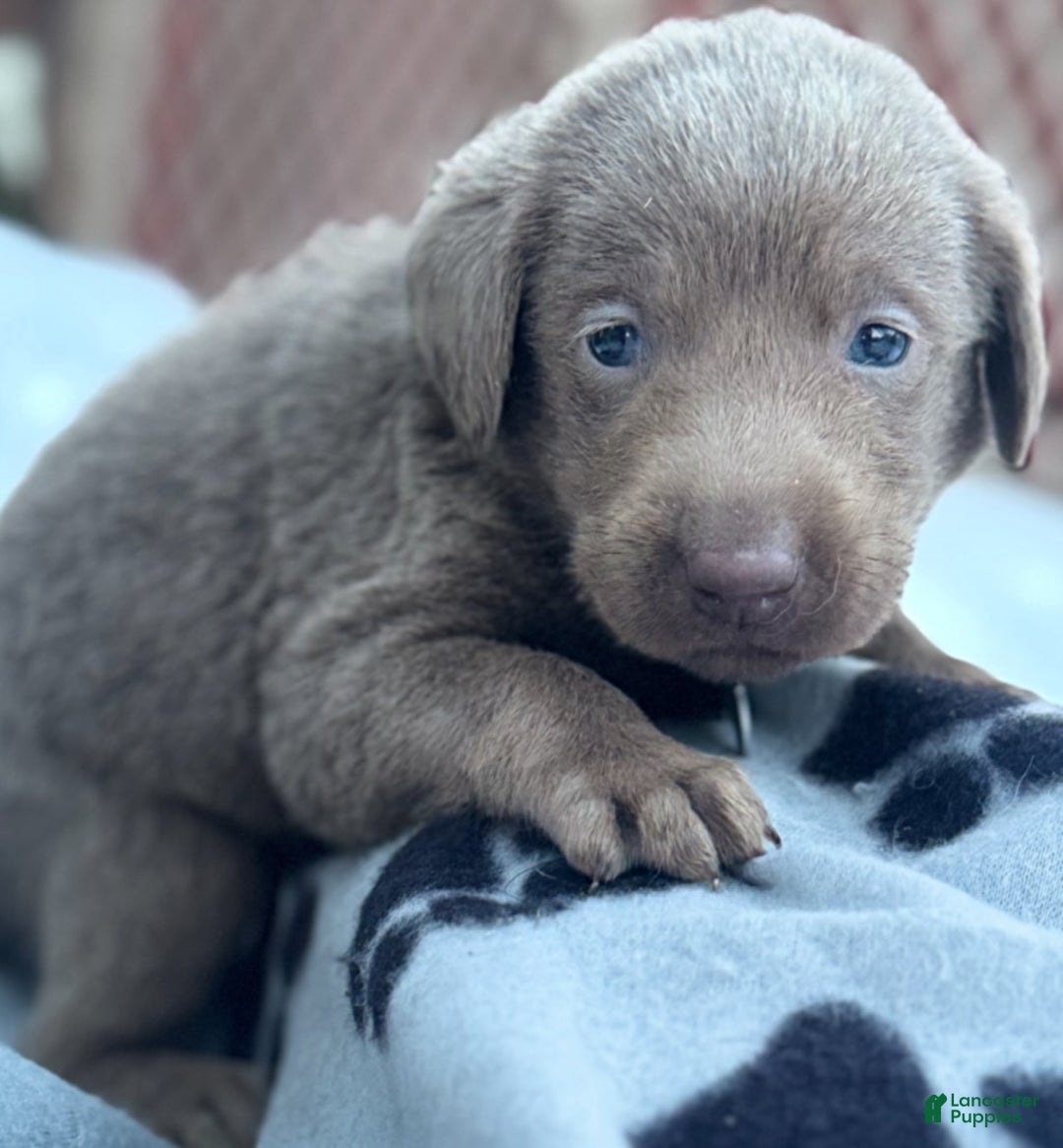 Labrador Retriever dogs for sale: Labrador Retriever Puppy 1 - Ad 2