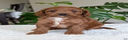Cavapoo dogs for sale: Ellie - Ad 10