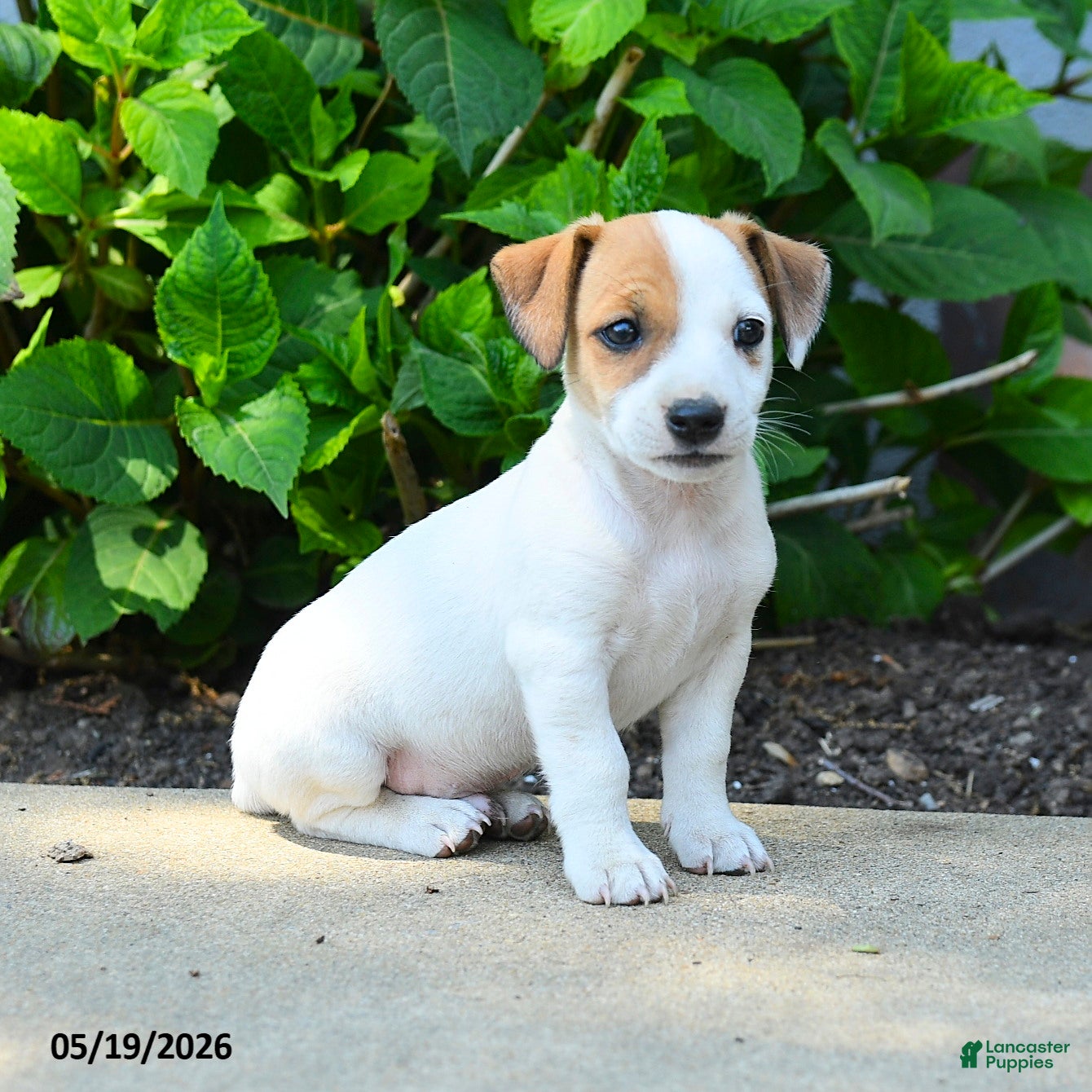 Jack Russell Terrier dogs Rookie - Ad 2