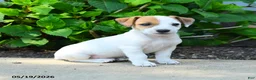 Jack Russell Terrier dogs for sale: Rookie - Ad 2