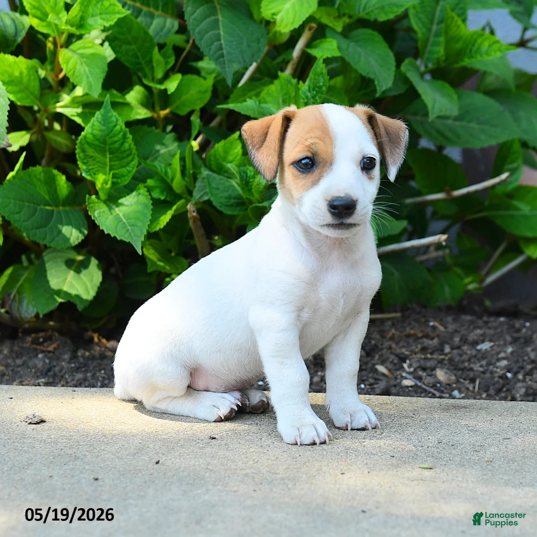 Jack Russell Terrier dogs for sale: Rookie - Ad 2