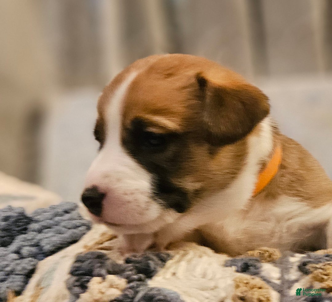 Mixed Breed dogs for sale: Indiana Jones - Ad 1