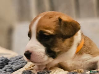 Mixed Breed dogs Indiana Jones - Ad 33