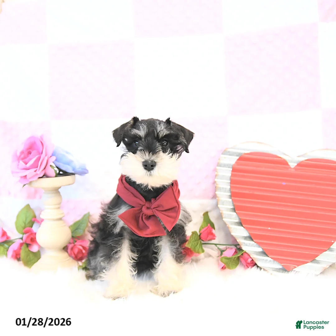 Miniature Schnauzer dogs for sale: Bailey - Ad 1