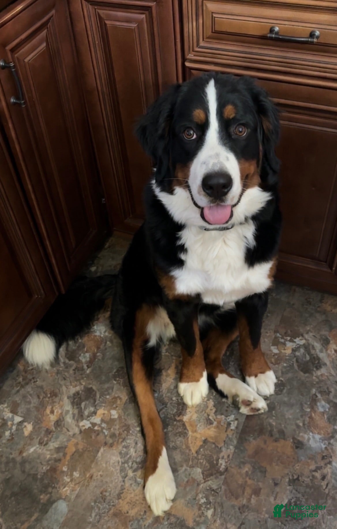Bernese Mountain Dog dogs Bernese Mountain Dog 4 - Ad 2