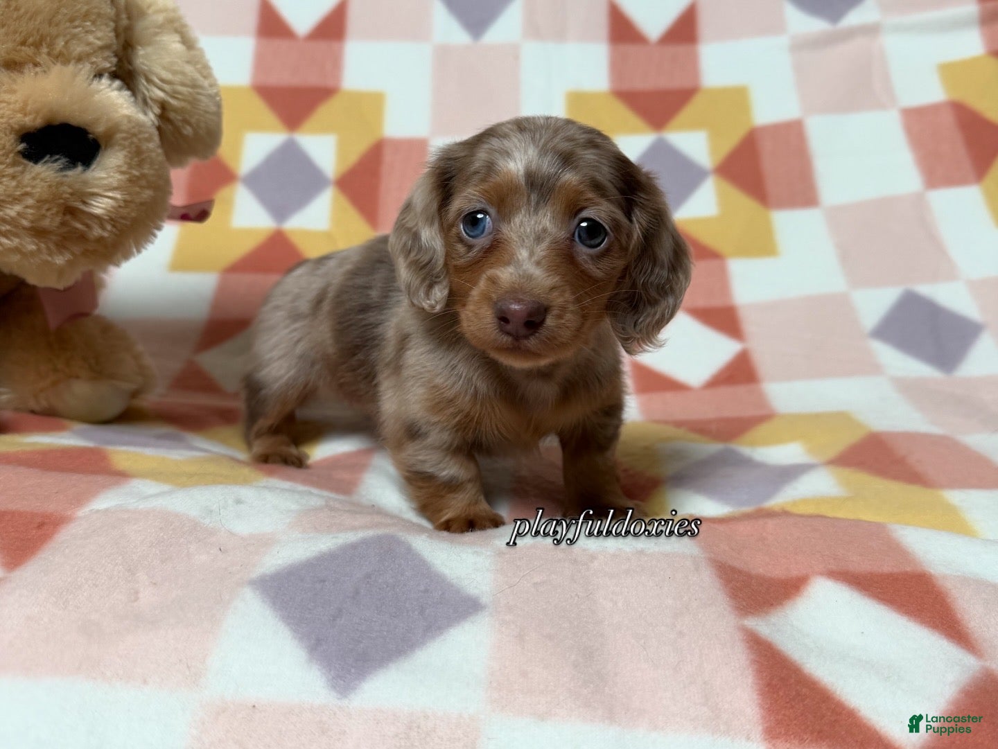 Miniature Dachshund dogs AKC Isabella Dapple Long Haired Female  - Ad 1