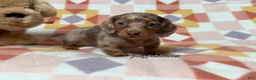Miniature Dachshund dogs for sale: AKC Isabella Dapple Long Haired Female  - Ad 1