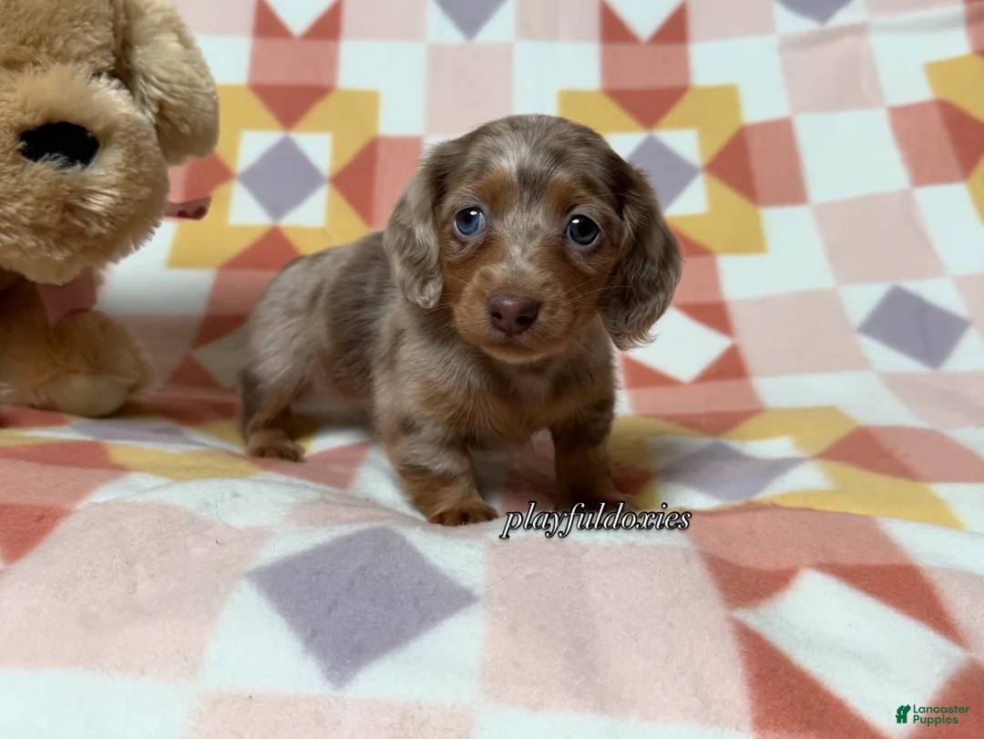 Miniature Dachshund dogs for sale: AKC Isabella Dapple Long Haired Female  - Ad 1