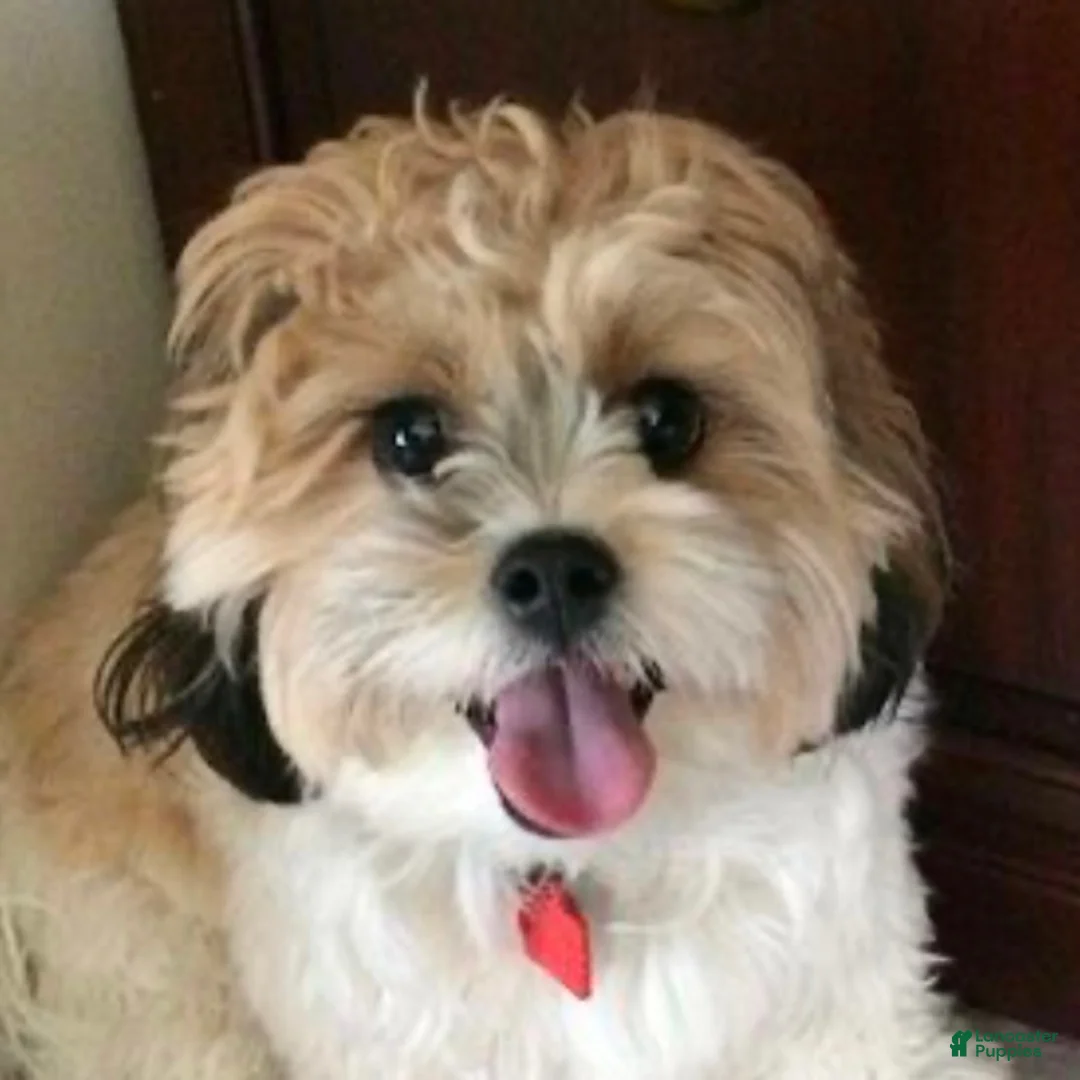 Shihpoo dogs for sale: Boy Snoopy - 0193 - Ad 5