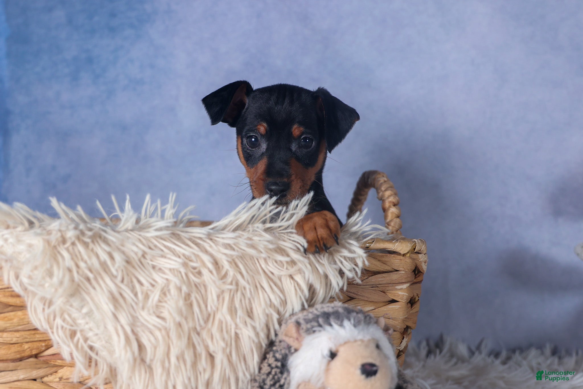 Miniature Pinscher dogs ANNIE - Ad 2