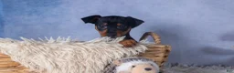 Miniature Pinscher dogs for sale: ANNIE - Ad 3