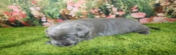 Labrador Retriever dogs for sale: Wren - Ad 6