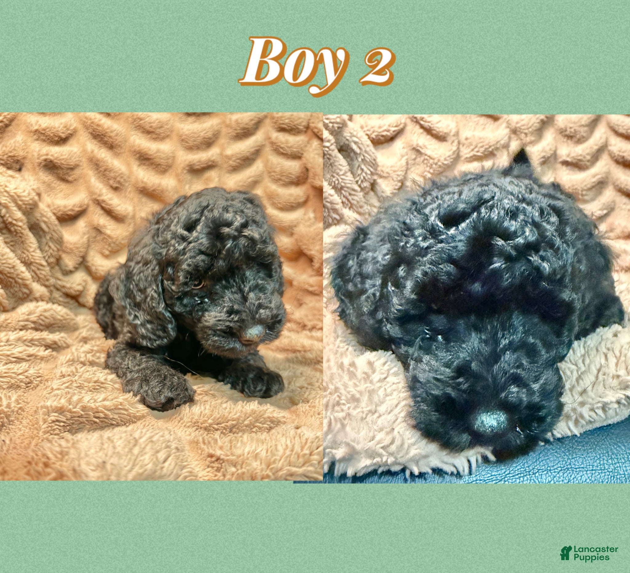 Mini Goldendoodle dogs Mini Goldendoodle Puppy 2 - Ad 14