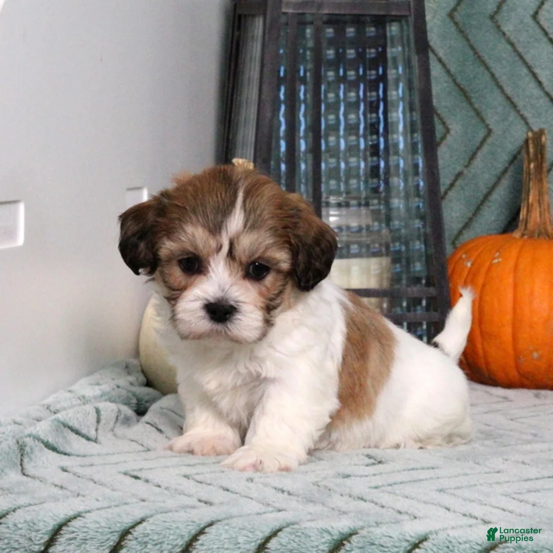 Teddy Bear dogs for sale: Irvin - Ad 5