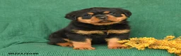 Rottweiler dogs for sale: Joey - Ad 1