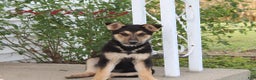 German Shepherd dogs for sale: German Shepherd Puppy 2 Misty - Ad 1