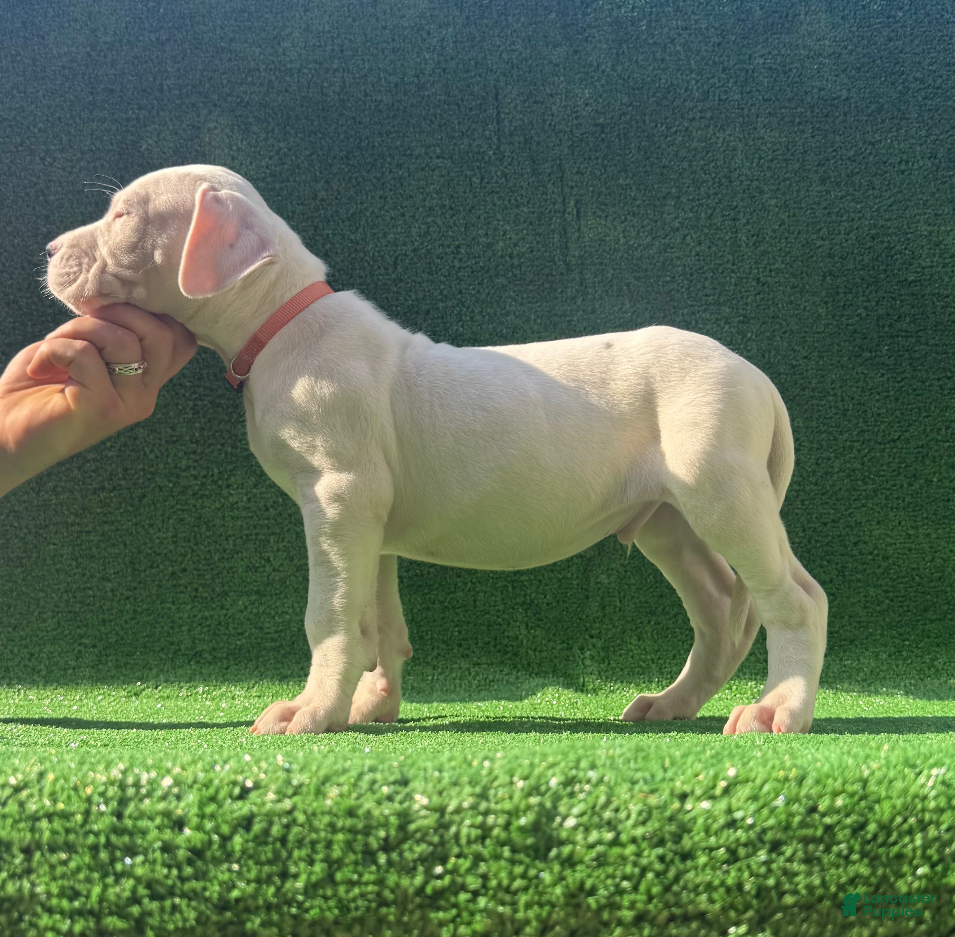 Dogo Argentino dogs Orange  - Ad 2