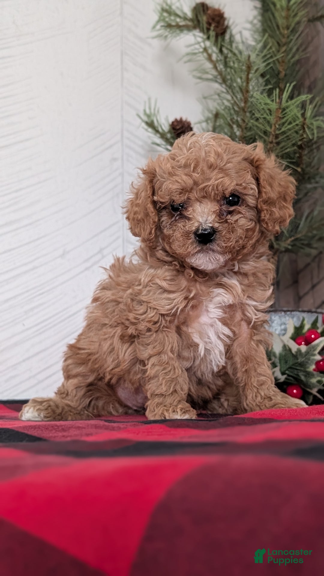 Cavapoo dogs for sale: Dakota  - Ad 5