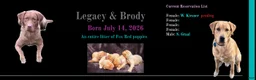 Labrador Retriever dogs for sale: Female #2 aka second born puo - Ad 4