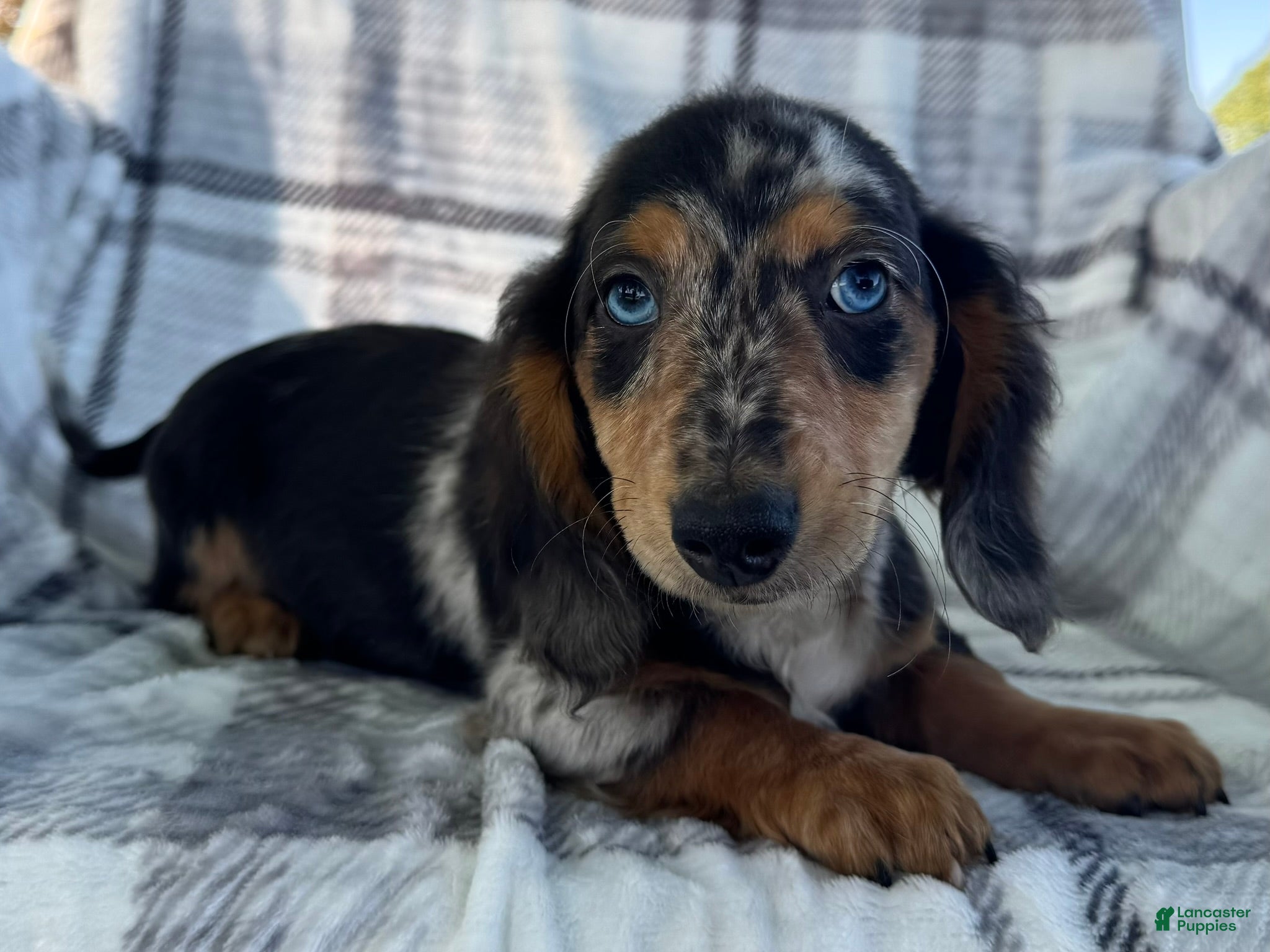 Dachshund dogs Dominic - Ad 1