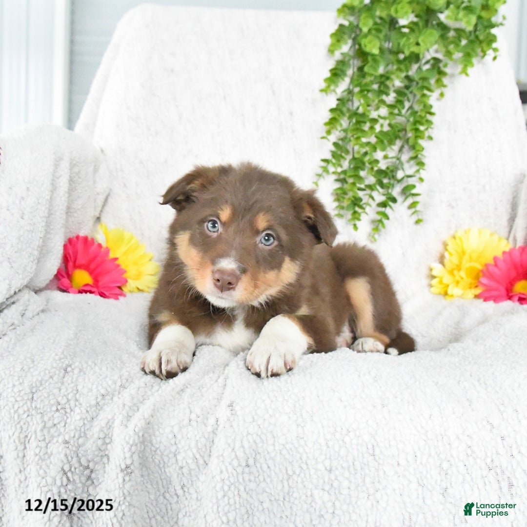 Border Collie dogs for sale: Lucky - Ad 2