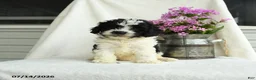 Cavapoo dogs for sale: Chex - Ad 1